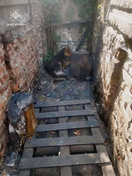 У Луцьку надзвичайники врятували пса, який впав у яму (фото)