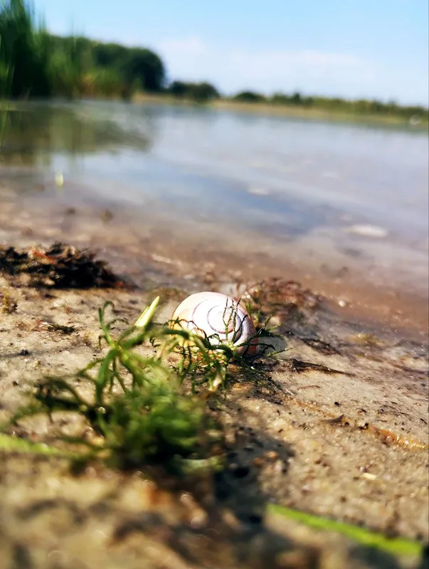 Зручні пірси і мало людей: на Волині в озері у формі вуха водиться багато риби (фото)