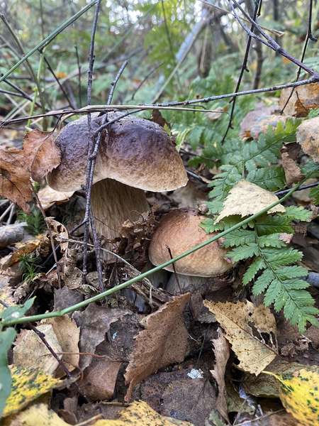Волинянка знайшла 120 білих грибів за три години (локація)
