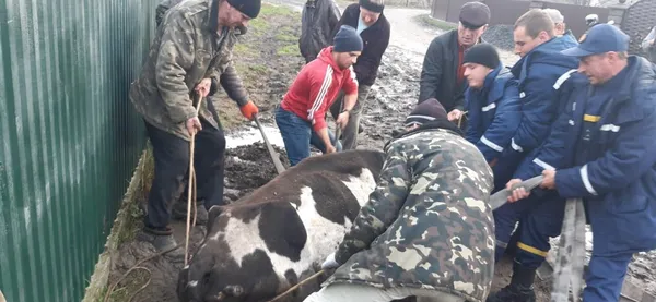 На Маневиччині врятували корову з пастки (ФОТО)
