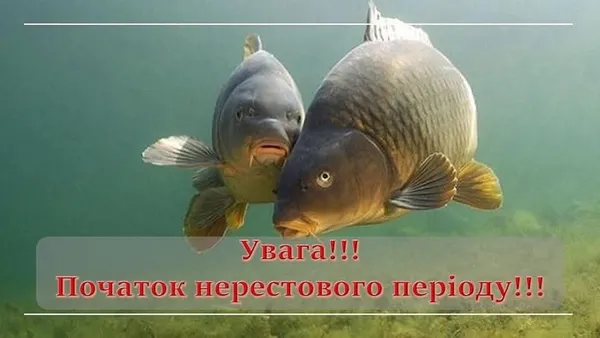 На Шацьких озерах обмежать риболовлю: що дозволене