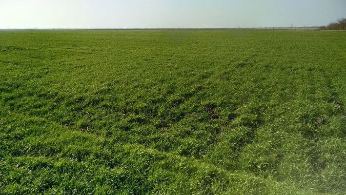 Цьогоріч посіві озимих культур будуть меншими на 20%