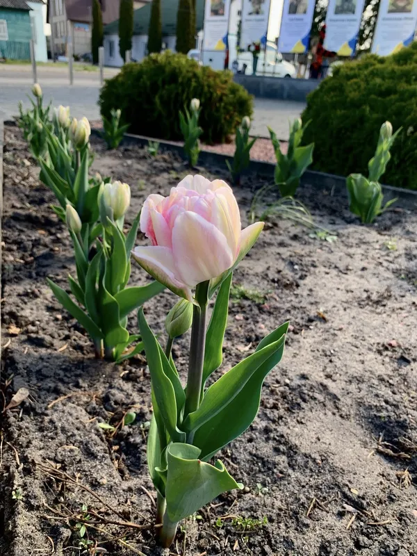 🌷Висадила тисячу тюльпанів: як квітникарка роками змінює Шацьк (фото)