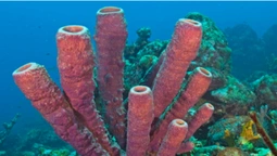 Науковці дізнались, що глибоководні морські губки вміють чхати (відео)