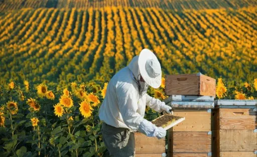 В Україні вперше запроваджується підтримка бджільництва
