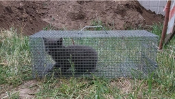 У Луцьку врятували кицьку з кошенятами, які жили в теплопровідних тунелях (фото)
