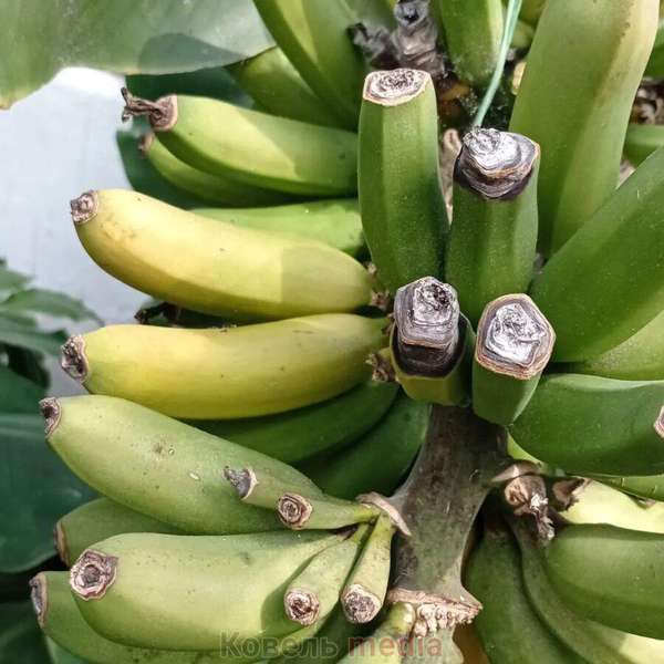 У Ковелі на станції юних натуралістів виростили банани: чекали 10 місяців (фото)