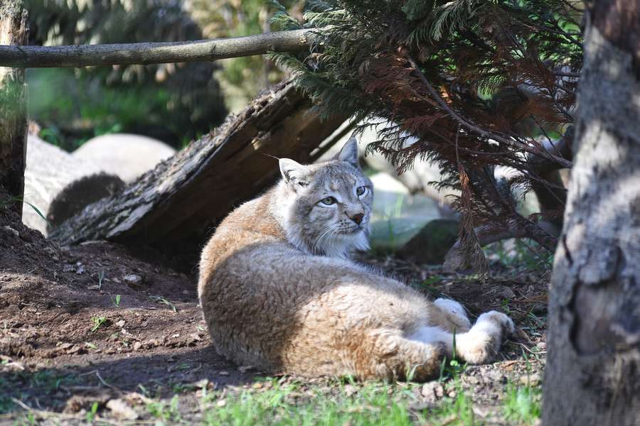 Фотограф показав хижих котиків Луцького зоопарку (фото)