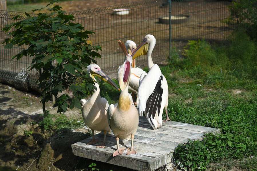 Без птахів – ніяк: пернаті мешканці Луцького зоопарку (фото)