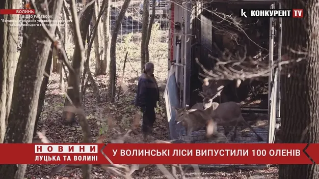 У ліс на Волині випустили сотню оленів, привезених із Литви (відео)