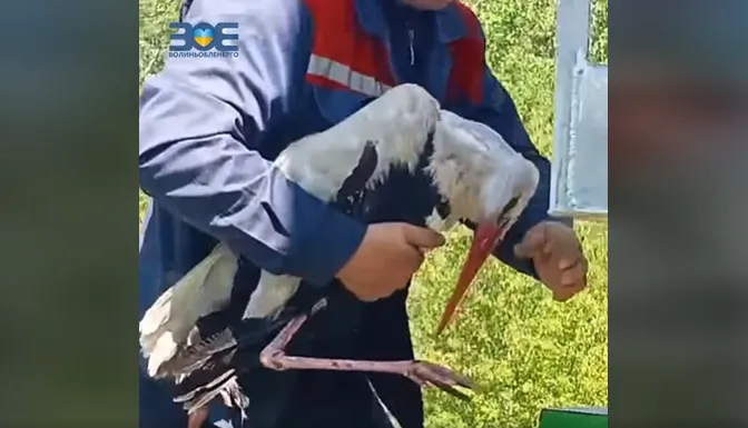 На Волині енергетики визволили лелеку з пастки (відео)