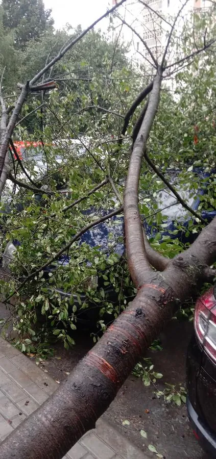 У Луцьку під час негоди дерево впало на автомобіль (фото)