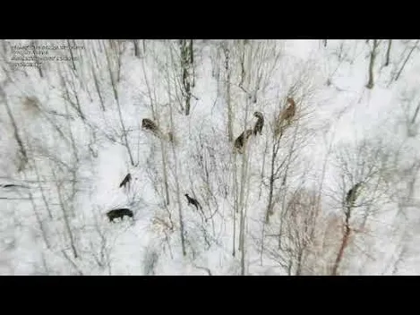 На Волині облік диких тварин проводять з дронів (відео)