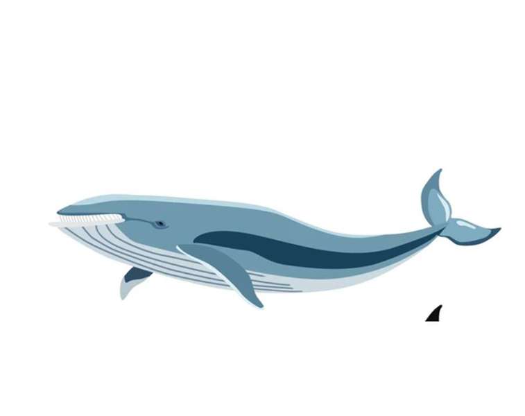 Решткам кита на острові Расмуссен близько 1350 років, – НАНЦ