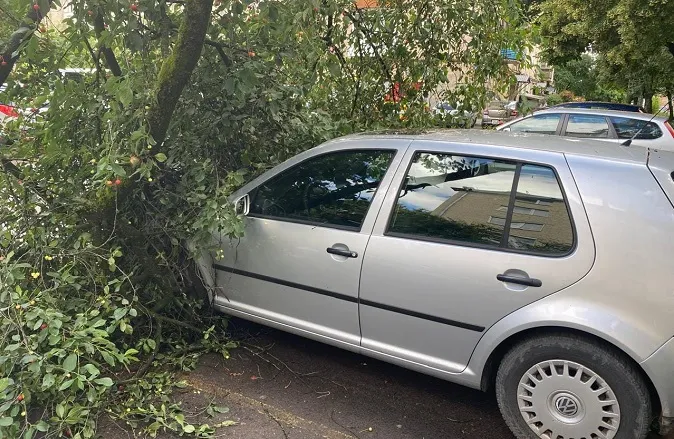 У Луцьку на припарковане авто впало велике дерево (фото)