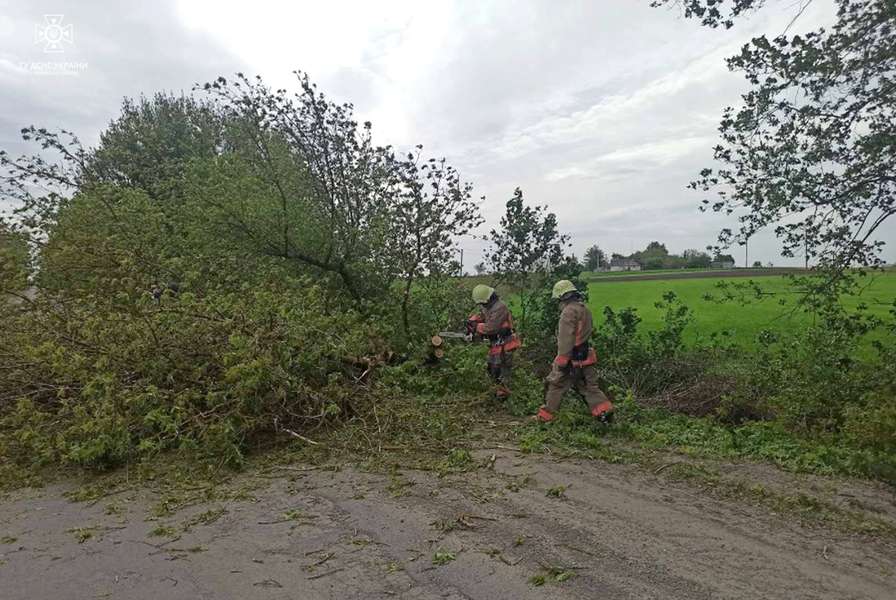 У Луцькому районі дерево впало на дорогу (фото)