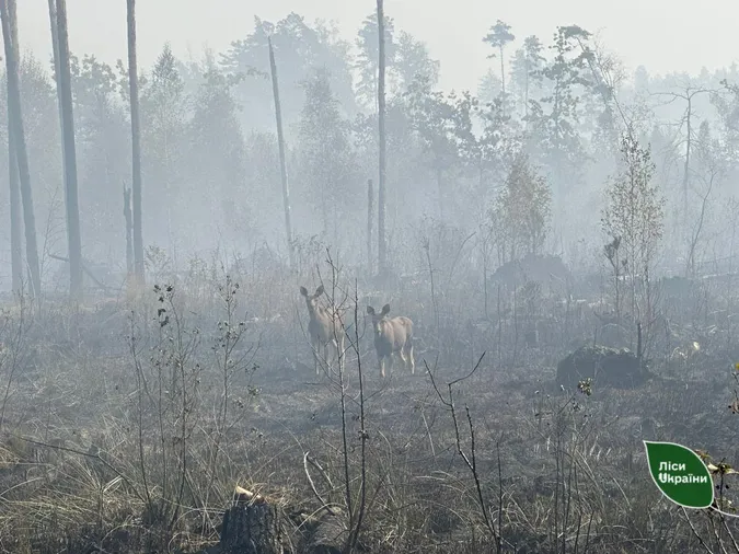 Зумисний підпал: на Волині в лісовій пожежі постраждали звірі (фото)