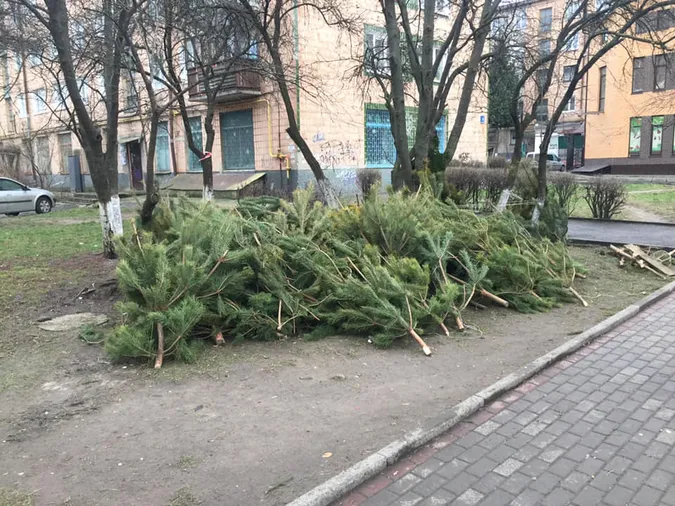 У Луцьку ялинки, які не продали, просто викинули (фото)