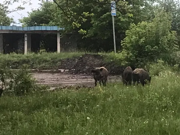 У Луцькому районі біля зупинки паслися дикі кабанчики (фото, відео)