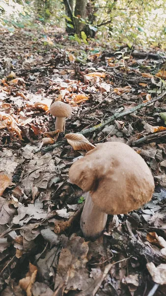 Попри суху погоду: на Любомльщині збирають багато грибів (фото)