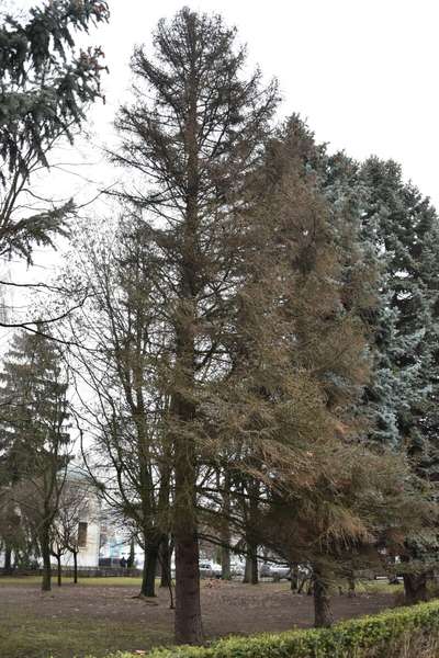 На меморіалі в Луцьку зріжуть 23 дерева, серед них – 14 ялин