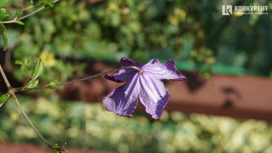 Серпневий квітник у Луцькому зоопарку (фото)