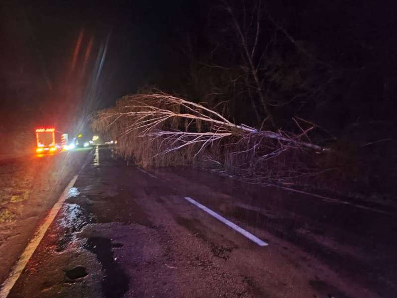 У Луцькому районі вночі дерево впало на дорогу (фото)