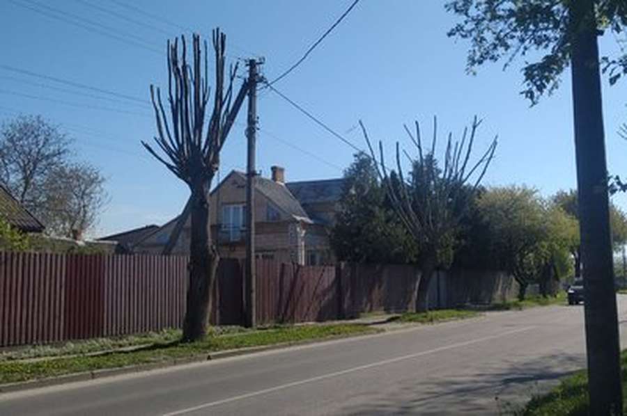 «Це важко назвати деревом»: що не так із кронуванням в Луцьку (відео)