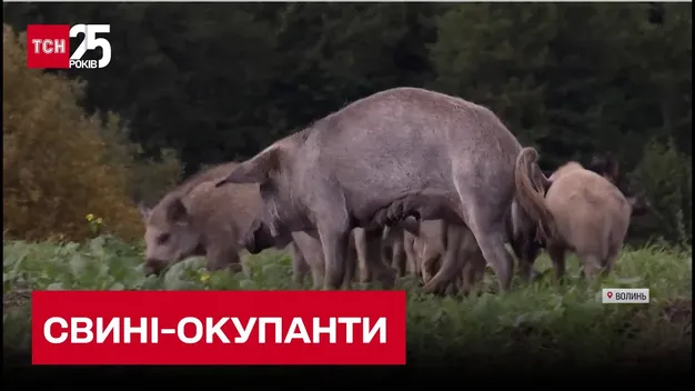 На Волині дикі свині тероризують одразу кілька сіл (відео)