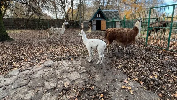 Як Луцький зоопарк готується до зими (фото, відео)