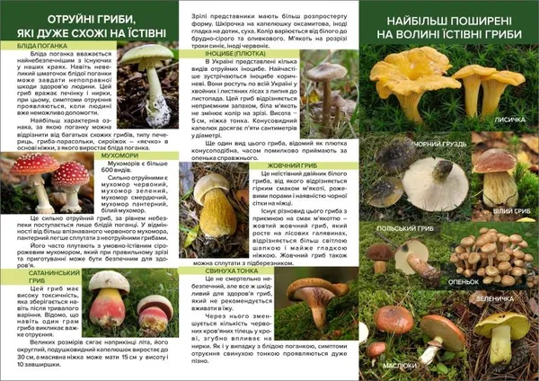 Як на Волині маринують гриби в промислових масштабах (фото)