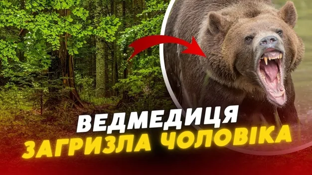 У Карпатах ведмедиця загризла ухилянта (відео)