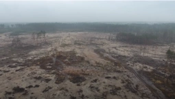 Видобуток бурштину на Великій Волині перетворив ліси на пустелі (відео)