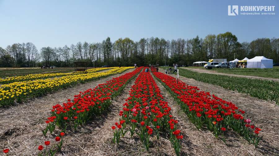 Не тільки тюльпани: чим дивує «Волинська Голландія - 2021» (фото, відео)