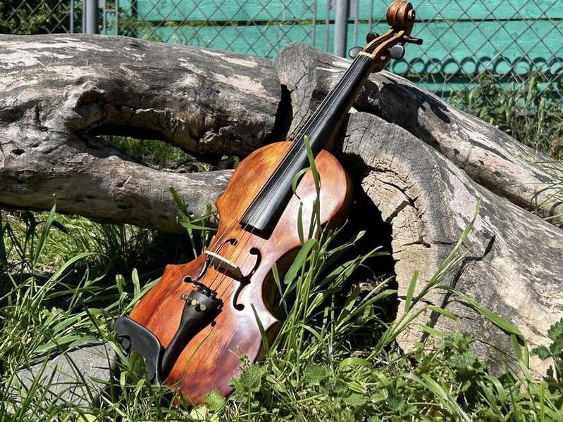 Луцький майстер створив із «Лесиного ясена» скрипку-довбанку (фото)