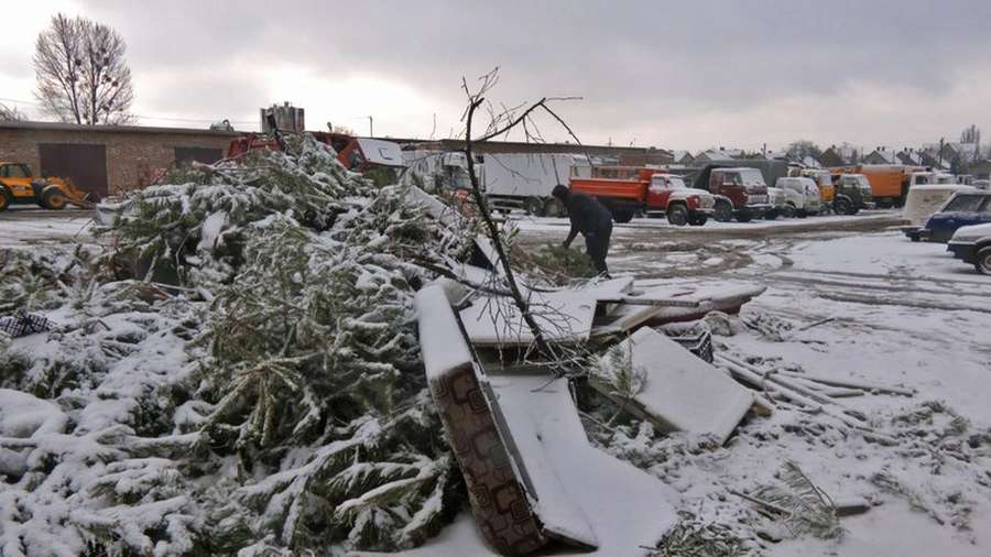Утилізація новорічних дерев у Луцьку: куди подіти сосни і ялинки (відео)