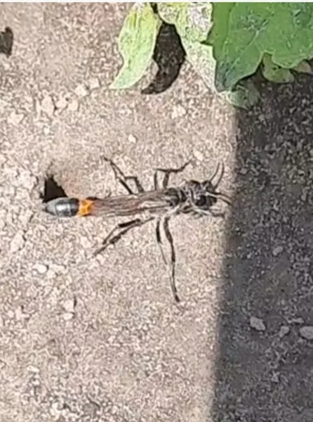 Лучанка на городі знайшла величезну страшну комаху (фото)