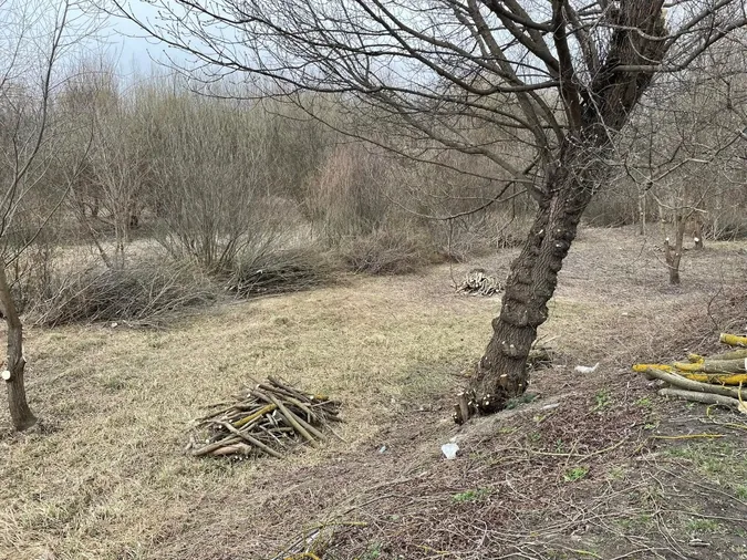 У Луцьку на Набережній дерева зрізали до оголошення тендеру (фото)