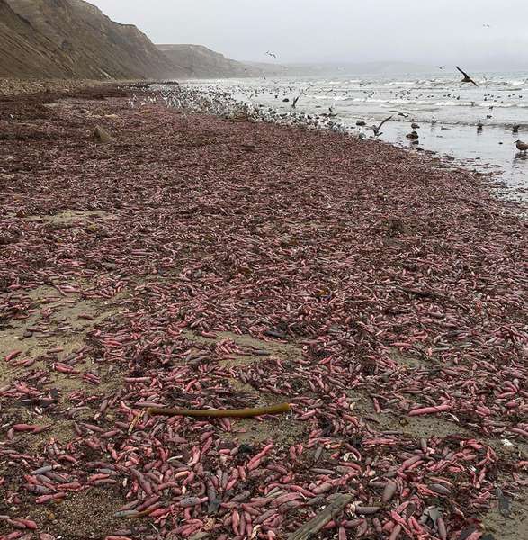 Пляж у Каліфорнії засипало «рибами-пенісами» (фото)