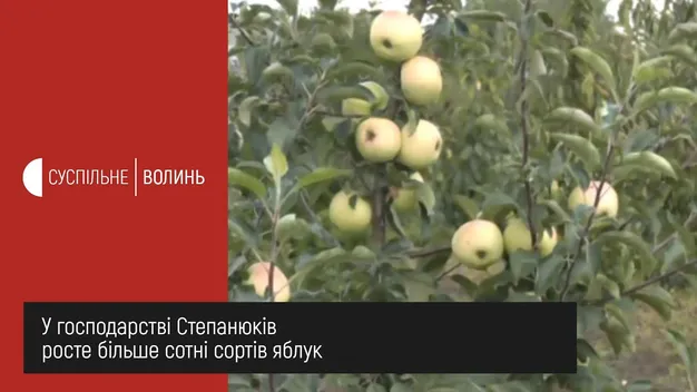 Сотні сортів фруктів та горіхів: сім'я на Волині доглядає унікальний сад (відео)