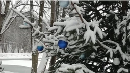 Показали казкову зиму у воротнівському лісі (фото)
