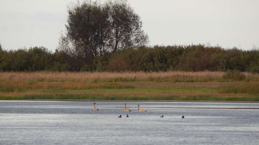 На волинському озері лишились зимувати лебеді (фото)