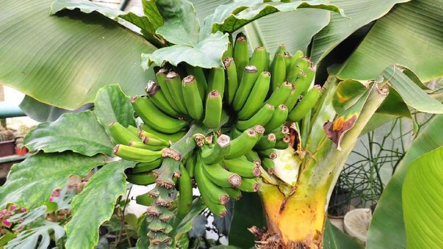 Ананаси, банани, лимони: на Волині вирощують екзотичні фрукти (відео)
