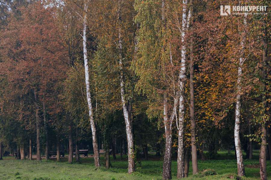 Осінь у луцькому парку: тиша і сплеск кольорів (ФОТО)