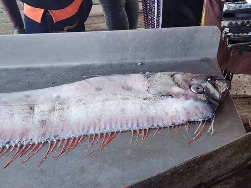Люди б'ють на сполох: рибалки виловили рибу Судного дня