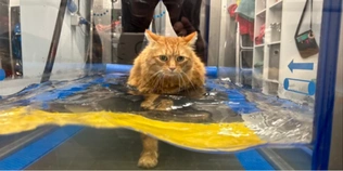 Важив майже 10 кг: кіт Мойсей вразив лікарів схудненням за допомогою плавання (відео)