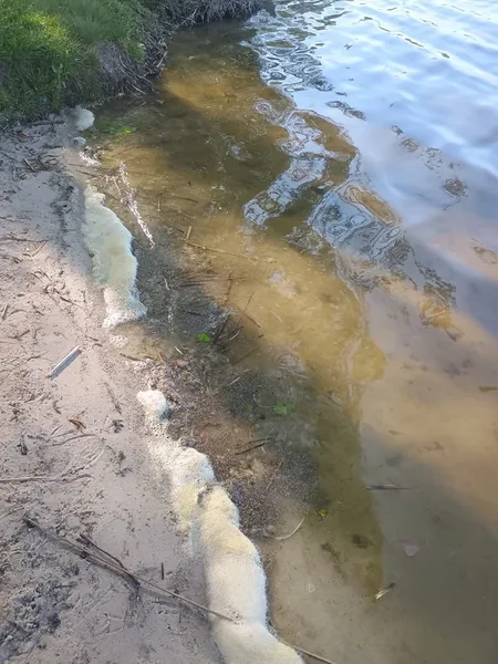 Аномалія чи норма: зацвілося одне з Шацьких озер (фото)