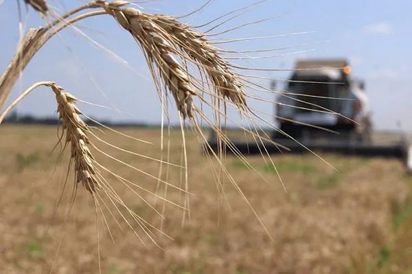 Фіскали пішли в поля: на Волині перевірили аграріїв