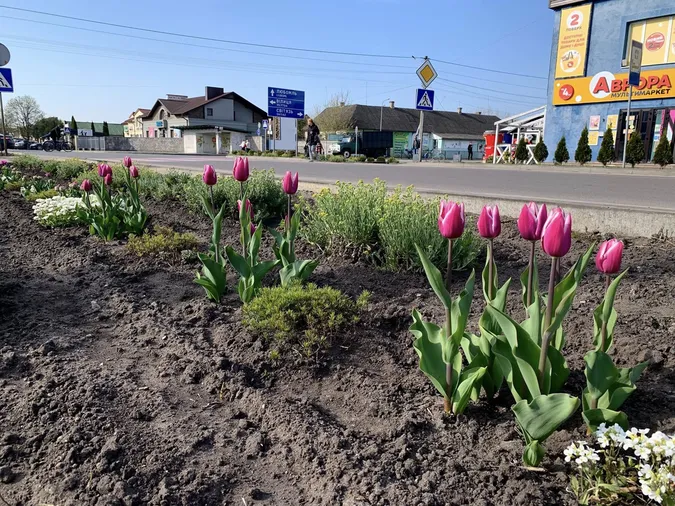 🌷Висадила тисячу тюльпанів: як квітникарка роками змінює Шацьк (фото)