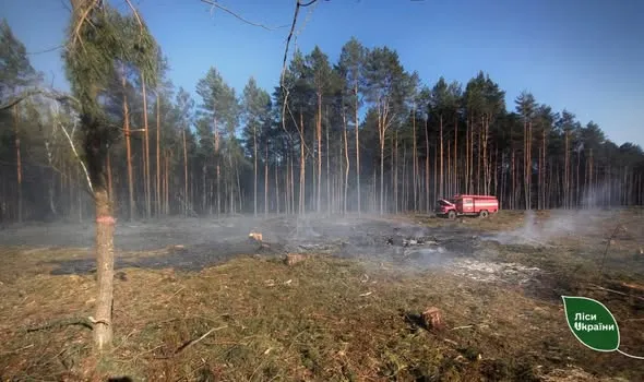 На Любешівщині підпалили 65-річний сосновий ліс (фото)